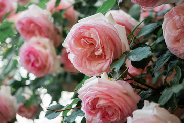 Hell Rosa Rose blüht am Busch