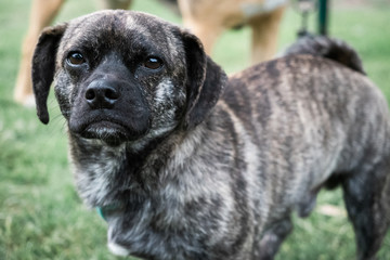 Hund steht auf Wiese