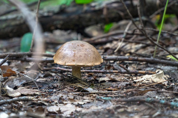 Mushroom boletus with a big hat in the forest