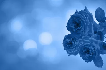 Schöne blaue Rosen, klassische blaue Farbe 2020 © Maya Kruchancova