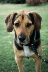 Hund an Leine auf Wiese