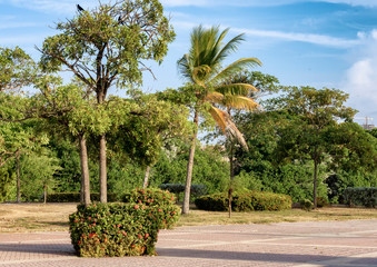 palm trees on the nature of Cartagena Colombia