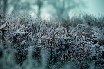 Ukrainian winter weather tales frosted branch ice rime macro photography