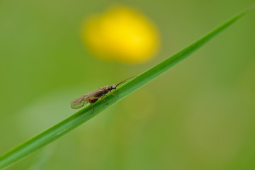 Schlammfliege oder Wasserflorfliege (Sialidae) auf einem Halm