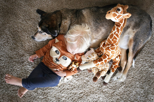 Young Child Laying with Her Pet German Shepherd Dog and Giraffe Stuffed Animals
