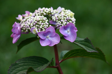 Original inflorescence of a hydrangea with rare violet flowers on a green background.