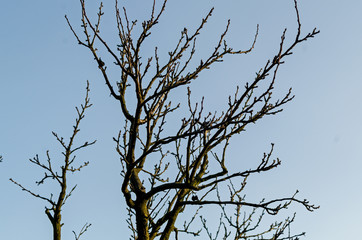 plum tree during the winter without leaves bare branches against the sky in the dim December sun...