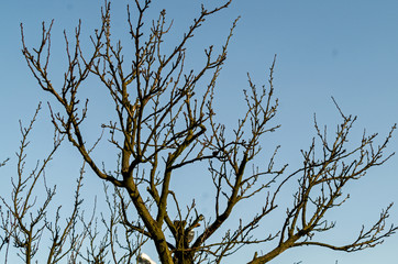 plum tree during the winter without leaves bare branches against the sky in the dim December sun Full frame zoom