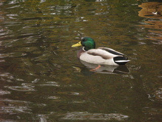 duck in a pond