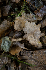 frozen texture of dry grass and leaves on the ground in early winter
