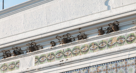 swallow nests hanging on the wall of a traditional house