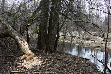 Spring landscape of the wild nature. On the bank of the small river bushes and trees grow, the trunk of one tree lies cut by a beaver.