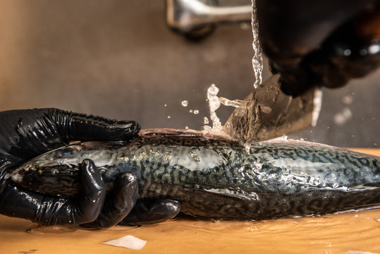 Chef cleaning Ma Saba Mackerel fish