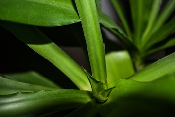 aloe vera plant macro 