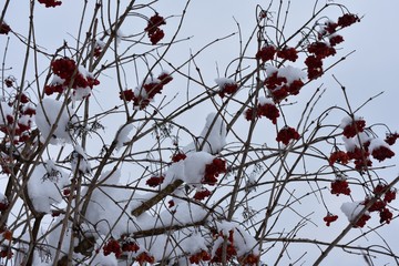 red berries on tree branches covered in snow