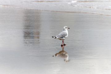 Sea Gull