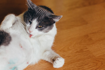 Cat's hygiene, female cat taking care of her fur by licking it