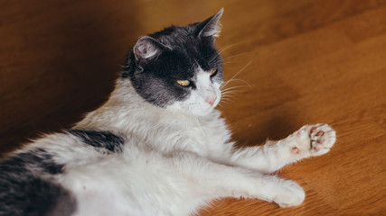 Beautiful white-gray fur cat lying on wooden floor, eyes open, gaze