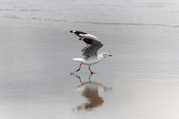 Sea Gull