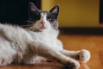 Beautiful white-gray fur cat lying on wooden floor, eyes open, gaze