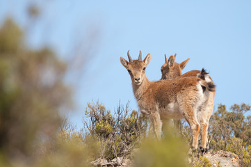 Spanish Ibex capra pyrenaica in nature, natural park els ports