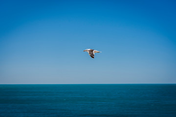 Fototapeta na wymiar Panning view oa seagull flying against blue ocean and sky in Peninsula Valdes, Patagonia, Argentina
