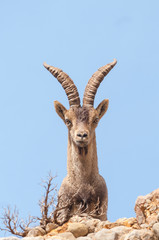 Fototapeta premium Spanish Ibex capra pyrenaica in nature, natural park els ports