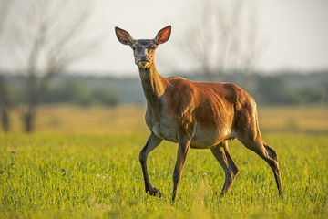 Red deer, cervus elaphus, hind in summer at sunset. Coloroful scenery with wild animals from...