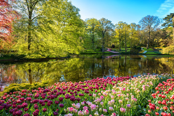 Amazing nature landscape, royal garden Keukenhof at spring. Scenic view of famous park with...