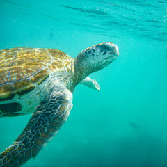 swimming sea ​​turtle under the water, mauritius