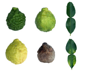 Bergamot and Kaffir lime leaves isolated on white background.Four Bergamot in various stages of decomposition