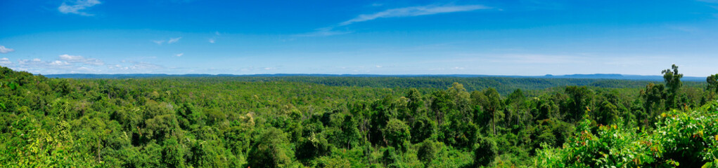 Dense forest with lush foliage in Koh Kong Province in Cambodia.