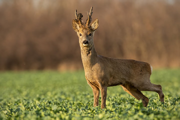 Naklejka na ściany i meble Roe deer stag at sunset with winter fur. Roebuck on a field with blurred background. Wild animal in nature.