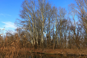 Pond in nature in autumn.