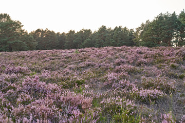 The blooming heather near Gifhorn / Germany in summer