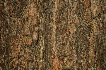 The natural texture of the bark of the tree is gray and brown