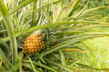 A golden pineapple growing in Hawaii