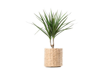 Plant in wicker pot isolated on white background