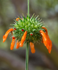 Aloe bloom