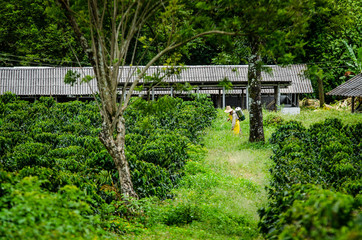 Paisaje Cultural Cafetero, agricultura y campo colombiano, siembra de café y productos agricolas en Chinchiná Caldas Colombia