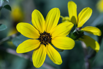 Selective focus close up Farfugium japonicum or japanese silver leaf in a garden.