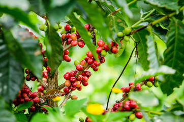 Paisaje Cultural Cafetero, agricultura y campo colombiano, siembra de café y productos agricolas en Chinchiná Caldas Colombia