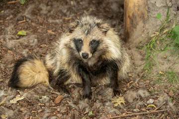 raccoon in forest