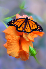 Monarchfalter (Danaus plexippus) oder Amerikanische Monarch sitzt auf Blüte