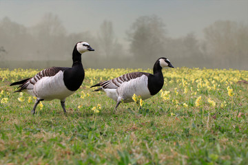 Weißwangengans oder Nonnengans (Branta leucopsis) in Blumenwiese