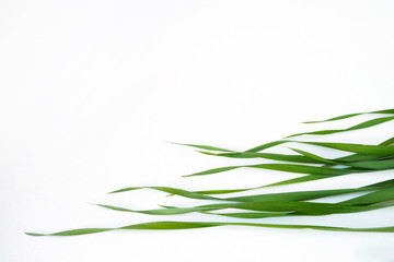 Top view of Avena sativa leaves, young green oat grass on white background. Copy space