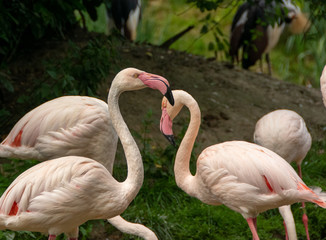 flamingo in zoo