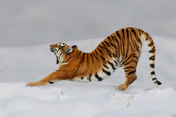  Sibirische Tiger (Panthera tigris altaica) streckt sich im Schnee
