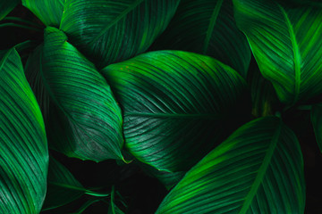 leaves of Spathiphyllum cannifolium, abstract green texture, nature background, tropical leaf