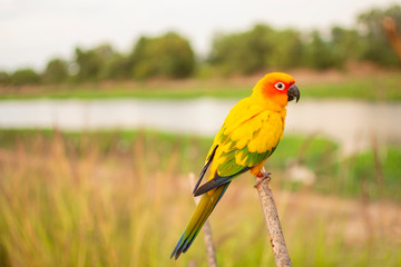 Beautiful parrot on branches.